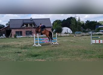 Holsteiner, Hongre, 4 Ans, 170 cm, Bai
