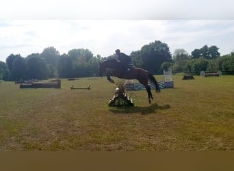 Holsteiner, Hongre, 4 Ans, 170 cm, Bai