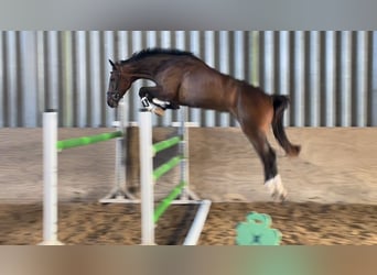 Holsteiner, Hongre, 4 Ans, 170 cm, Bai