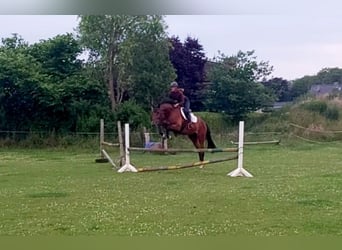 Holsteiner, Hongre, 4 Ans, 170 cm, Bai