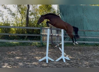 Holsteiner, Hongre, 4 Ans, 170 cm, Bai