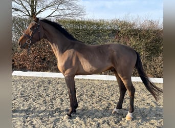 Holsteiner, Hongre, 4 Ans, 170 cm, Bai