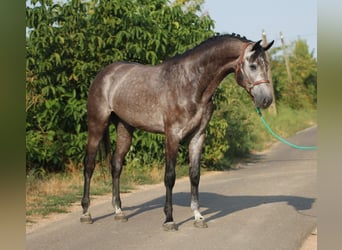 Holsteiner, Hongre, 4 Ans, 170 cm, Gris