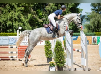 Holsteiner, Hongre, 4 Ans, 170 cm, Gris