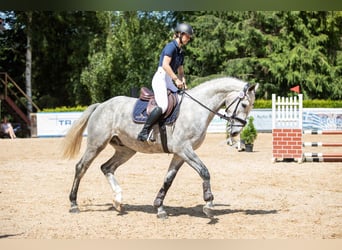 Holsteiner, Hongre, 4 Ans, 170 cm, Gris