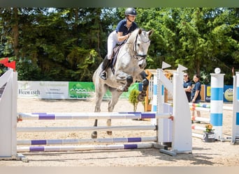 Holsteiner, Hongre, 4 Ans, 170 cm, Gris