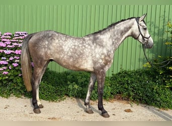 Holsteiner, Hongre, 4 Ans, 170 cm, Gris