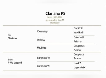 Holsteiner, Hongre, 4 Ans, 170 cm, Gris