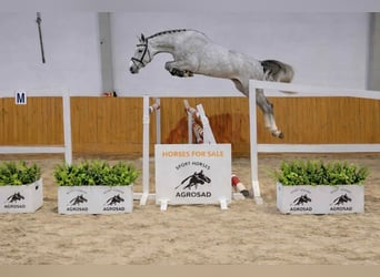 Holsteiner, Hongre, 4 Ans, 170 cm, Gris