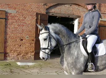 Holsteiner, Hongre, 4 Ans, 170 cm, Gris