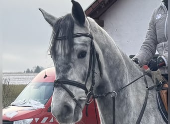 Holsteiner, Hongre, 4 Ans, 170 cm, Gris pommelé