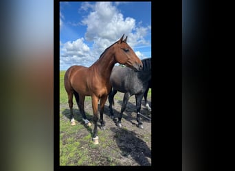 Holsteiner, Hongre, 4 Ans, 171 cm, Bai
