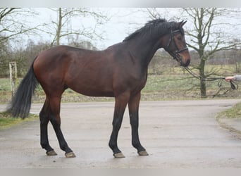 Holsteiner, Hongre, 4 Ans, 173 cm, Bai
