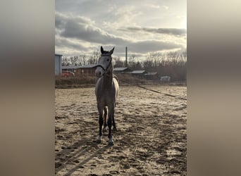 Holsteiner, Hongre, 4 Ans, 174 cm, Gris pommelé