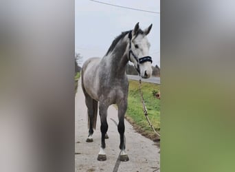 Holsteiner, Hongre, 4 Ans, 174 cm, Gris pommelé
