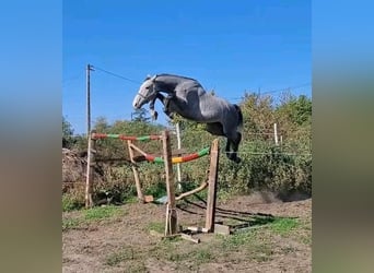 Holsteiner, Hongre, 4 Ans, 174 cm, Gris pommelé