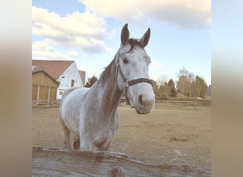 Holsteiner, Hongre, 4 Ans, 174 cm, Gris pommelé