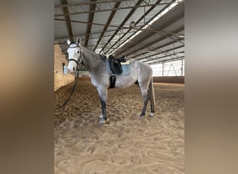 Holsteiner, Hongre, 4 Ans, 174 cm, Gris pommelé