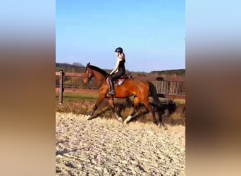 Holsteiner, Hongre, 4 Ans, 175 cm, Bai
