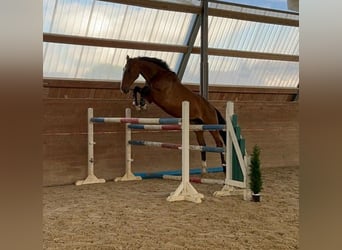 Holsteiner, Hongre, 4 Ans, 175 cm, Bai