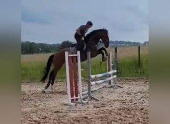 Holsteiner, Hongre, 4 Ans, 175 cm, Bai