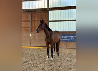 Holsteiner, Hongre, 4 Ans, 175 cm, Bai