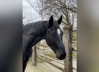 Holsteiner, Hongre, 4 Ans, 175 cm, Noir