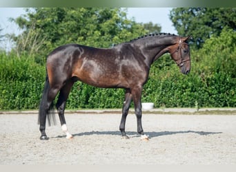 Holsteiner, Hongre, 4 Ans, 178 cm, Bai