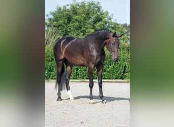 Holsteiner, Hongre, 4 Ans, 178 cm, Bai