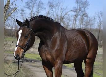 Holsteiner, Hongre, 4 Ans, 180 cm, Bai