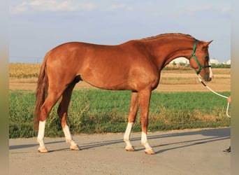 Holsteiner, Hongre, 4 Ans, Alezan brûlé