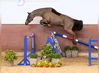 Holsteiner, Hongre, 4 Ans, Bai brun