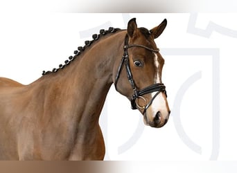 Holsteiner, Hongre, 4 Ans, Bai