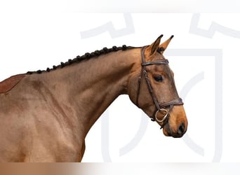 Holsteiner, Hongre, 4 Ans, Bai