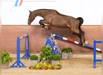 Holsteiner, Hongre, 4 Ans, Bai