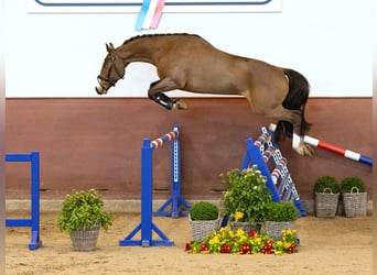 Holsteiner, Hongre, 4 Ans, Bai