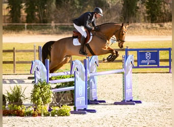 Holsteiner, Hongre, 4 Ans, Bai