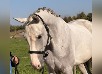 Holsteiner, Hongre, 5 Ans, 158 cm, Gris pommelé