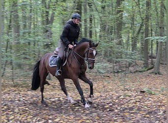 Holsteiner, Hongre, 5 Ans, 162 cm, Bai brun