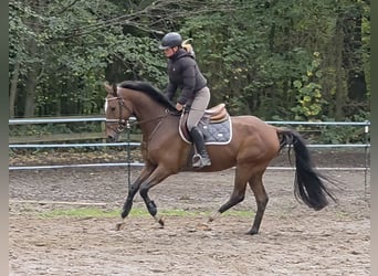 Holsteiner, Hongre, 5 Ans, 162 cm, Bai brun