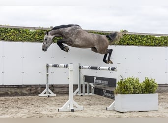 Holsteiner, Hongre, 5 Ans, 162 cm, Gris