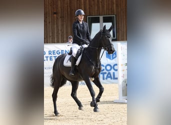 Holsteiner, Hongre, 5 Ans, 162 cm, Noir
