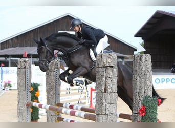 Holsteiner, Hongre, 5 Ans, 162 cm, Noir