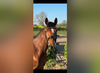 Holsteiner, Hongre, 5 Ans, 163 cm