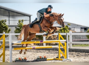 Holsteiner, Hongre, 5 Ans, 165 cm, Alezan brûlé
