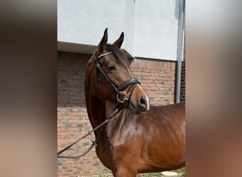 Holsteiner, Hongre, 5 Ans, 165 cm, Bai brun