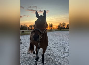 Holsteiner, Hongre, 5 Ans, 165 cm, Bai brun