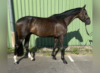 Holsteiner, Hongre, 5 Ans, 165 cm, Bai brun foncé
