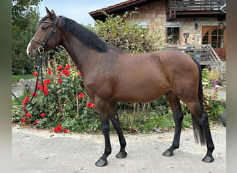 Holsteiner, Hongre, 5 Ans, 165 cm, Bai