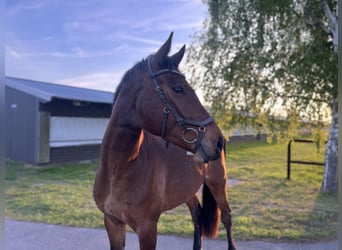 Holsteiner, Hongre, 5 Ans, 165 cm, Bai